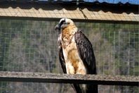 Balance de la reintroducción del quebrantahuesos 
en Andalucía